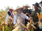 Bupati Dewi Panen Raya Jagung di Kecamatan Saketi: Kami Mengapresiasi Kontribusi Petani Panen raya jagung di Desa Ciandur, Kecamatan Saketi
