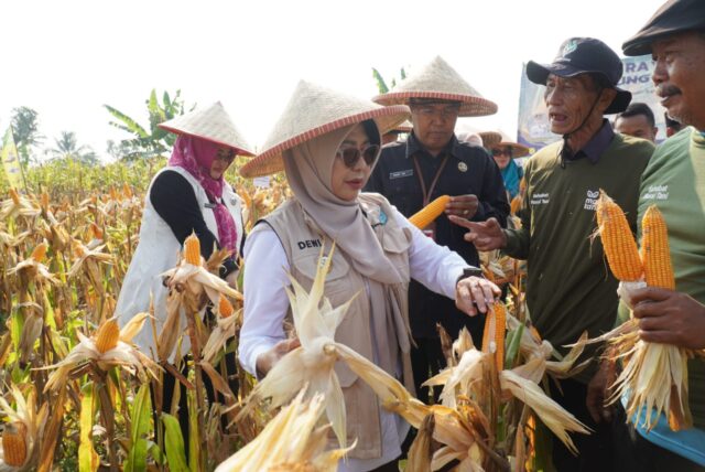 Panen raya jagung Panen raya jagung di Desa Ciandur, Kecamatan Saketi