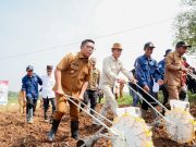 Andra Soni Canangkan Gerakan Tanam Jagung Hibrida di Kecamatan Maja Swasembada Jagung Hibrida