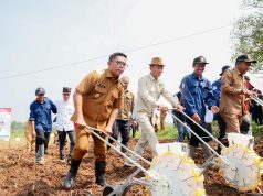 Andra Soni Canangkan Gerakan Tanam Jagung Hibrida di Kecamatan Maja Swasembada Jagung Hibrida