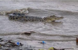 Mengerikan, Pegawai Koperasi Pulau Peucang TNUK Tewas Diterkam Buaya Foto Ilustrasi
