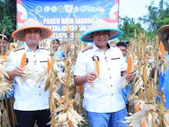Dari Lahan 10 Hektare, Polda Banten Panen 20 Ton Jagung di Lebak Panen raya jagung kuartal III tahun 2026, di Kecamatan Cimarga, Kabupaten Lebak