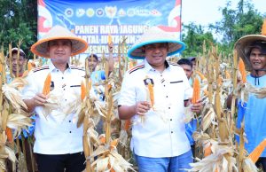 Dari Lahan 10 Hektare, Polda Banten Panen 20 Ton Jagung di Lebak Panen raya jagung kuartal III tahun 2026, di Kecamatan Cimarga, Kabupaten Lebak