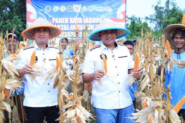 IMG-20260826-WA0022 Panen raya jagung kuartal III tahun 2026, di Kecamatan Cimarga, Kabupaten Lebak