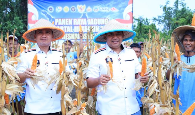 Dari Lahan 10 Hektare, Polda Banten Panen 20 Ton Jagung di Lebak Panen raya jagung kuartal III tahun 2026, di Kecamatan Cimarga, Kabupaten Lebak