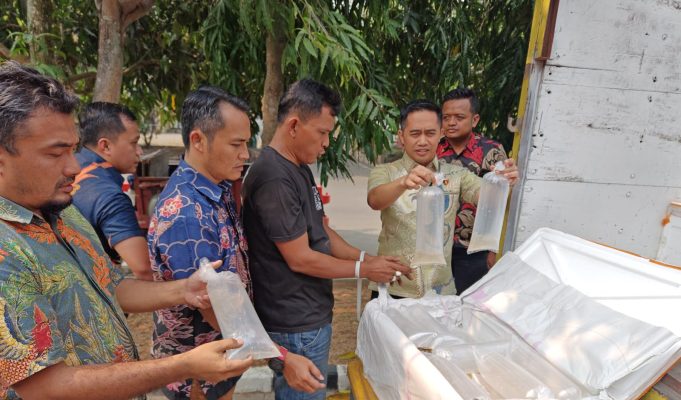 Polda Banten Berhasil Gagalkan Pengiriman 150 Ribu Benih Bening Lobster, Sopir Truk Berinisial FIR Diamankan Ditreskrimsus Polda Banten menunjukkan barang bukti 150.000 ekor Benih Bening Lobster